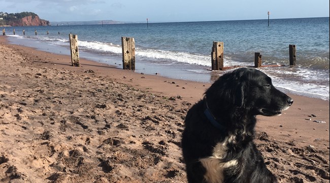 Dog on beach Dog on beach