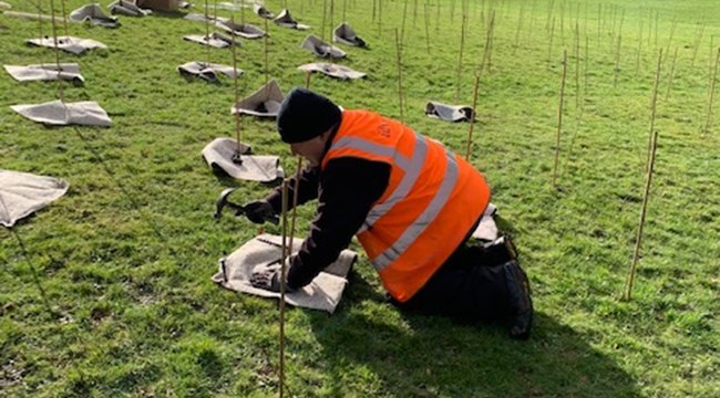 Worker planting saplings at Sandringham, Newton Abbot