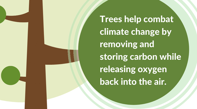Trees help combat climate change Trees help combat climate change by removing and storing carbon while releasing oxygen back into the air